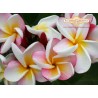 Carmen Plumeria Cutting