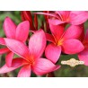 EWC 3 Plumeria Seeds