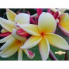 Moragne 23 Plumeria Cutting