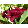 Hilo Beauty Plumeria Cutting