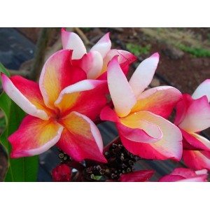 Katie Moragne Plumeria Cutting