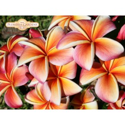 Lurline Plumeria Cutting