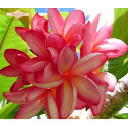 Red Moragne Plumeria Cutting