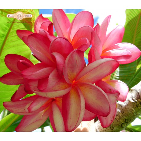 Red Moragne Plumeria Cutting