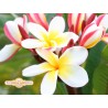 Julie Moragne Plumeria Cutting