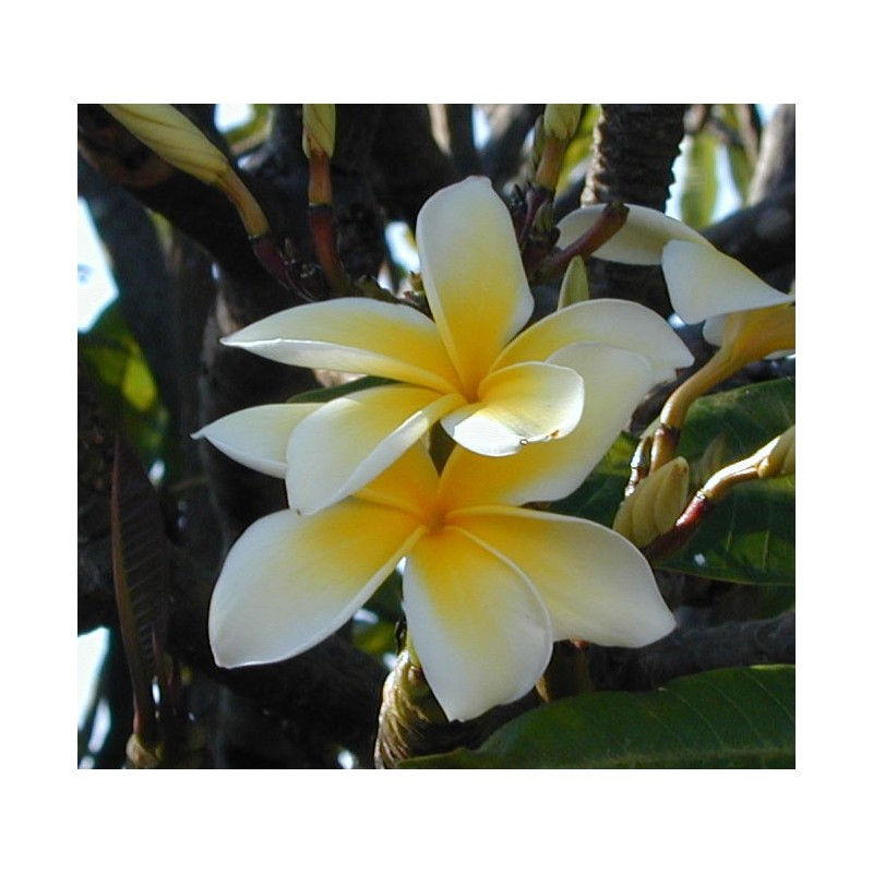 Celadine Plumeria Cutting