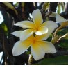 Celadine Plumeria Cutting