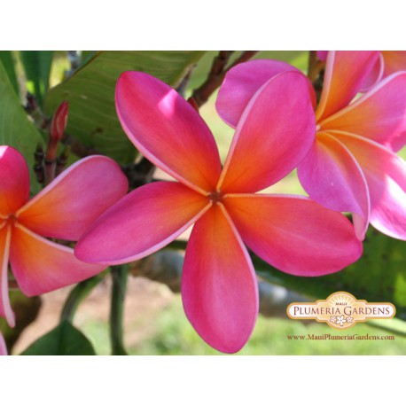 Kaneohe Sunburst Plumeria Cutting