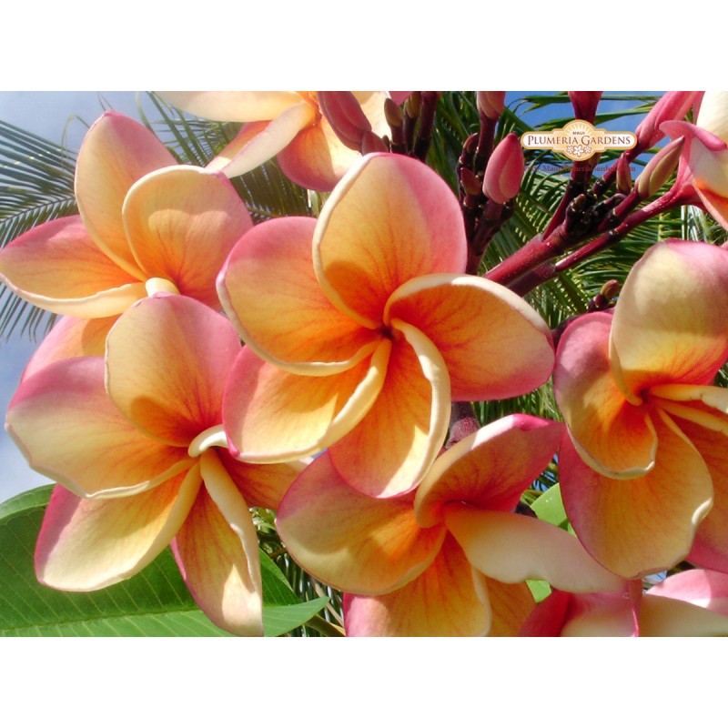 India Plumeria Cutting