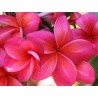 Donald Angus Red Plumeria Cutting