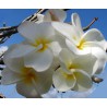 Samoan Fluff Plumeria Seeds