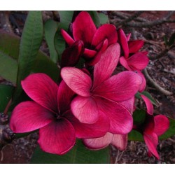 Kimi Beauty Plumeria Cutting