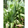 Green Ti Cutting