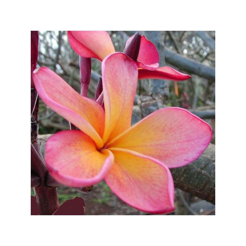 Kona Hybrid 26 Plumeria Cutting