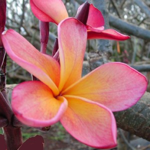 Kona Hybrid 26 Plumeria Cutting