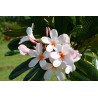 Dwarf Pink Singapore Plumeria Cutting