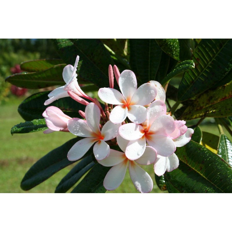 Dwarf Pink Singapore Plumeria Cutting