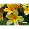 Paul Weissich Plumeria Cutting
