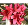 Scott Pratt Plumeria Cutting