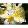 Moragne 27 Plumeria