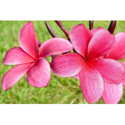 Kauai Beauty Plumeria Cutting