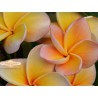 Kimo Plumeria Seeds
