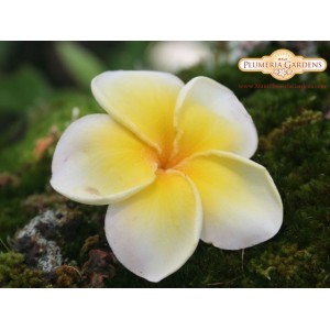 24 Karat Plumeria Seeds