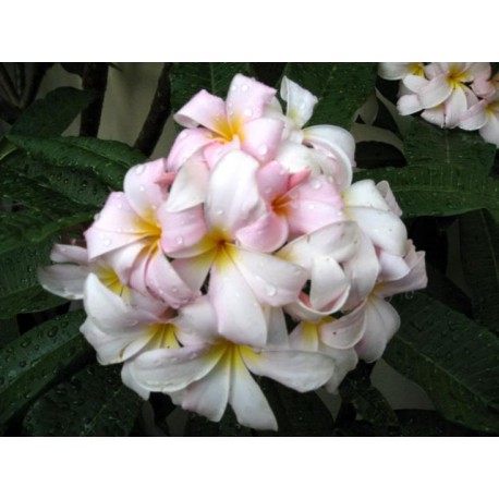 Slaughter Pink Plumeria Seeds