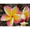 Vera Cruz Rose Plumeria Seeds