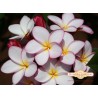 Camra Plumeria Seeds