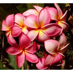 Duke Plumeria Cutting