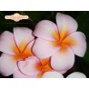 Mele Matson Seeds