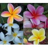 4 Cutting Plumeria Collection + Bonus Cutting