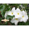 Pudica Plumeria Cutting