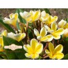 Heidi Plumeria Cutting