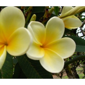 Ted's 15-16 Plumeria Seeds (10 Seeds)