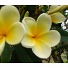 Ted's 15-16 Plumeria Seeds (10 Seeds)