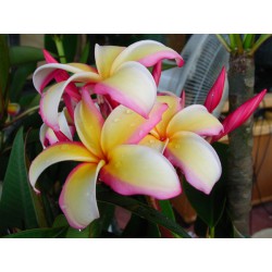 Puu Kahea Plumeria Seeds