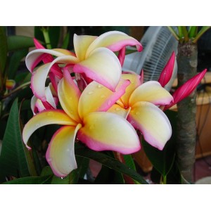 Puu Kahea Plumeria Seeds