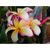 Puu Kahea Plumeria Seeds