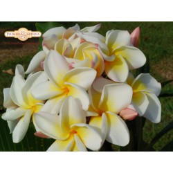 Cyndi Moragne Plumeria Seeds