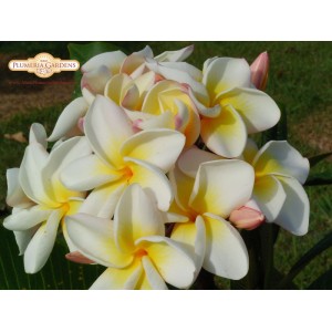 Cyndi Moragne Plumeria Seeds