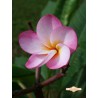 Grove Farm Plumeria Cutting