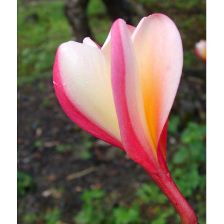 Peach Glow Shell Plumeria Cutting