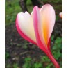 Peach Glow Shell Plumeria Cutting