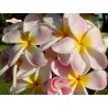 Pink Kiss Plumeria Seeds