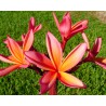 Kauka Wilder Plumeria Cutting