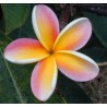 Lei Rainbow Plumeria Cutting