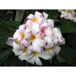 Slaughter Pink Plumeria Cutting