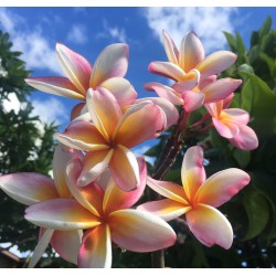 Kapalua Rainbow Plumeria